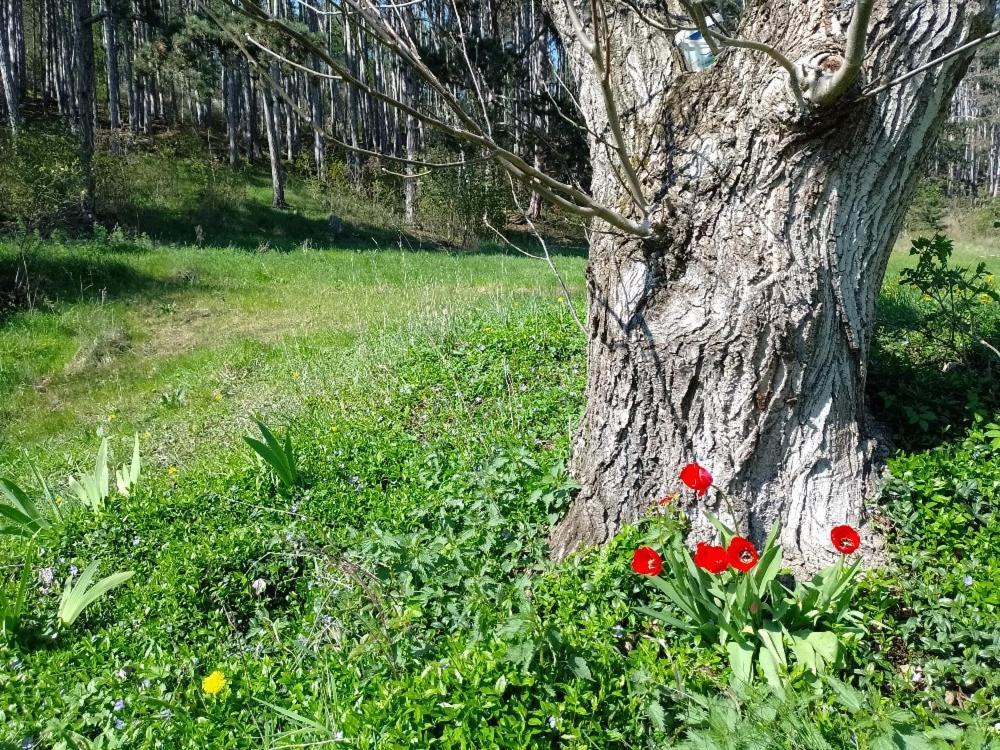 Penzion Litohlavy 17 - Na Samote U Lesa Králŭv Dvŭr Exteriör bild